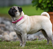 Bulldog chien canin collier dressage